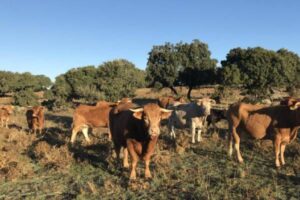 Aragón recibirá 100.000 dosis contra la dermatosis nodular la próxima semana