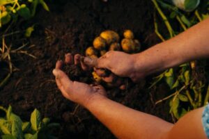 PepsiCo y Fertiberia escalan el uso de fertilizantes basados en hidrógeno verde