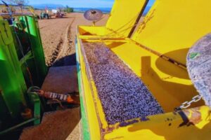 Hasta 7 toneladas más por hectárea: el impacto de los biofertilizantes en la patata