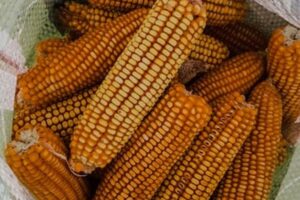 El Consejo Internacional de Cereales prevé una caída del 3 % en la cosecha mundial para 2026/27 en un contexto de precios al alza