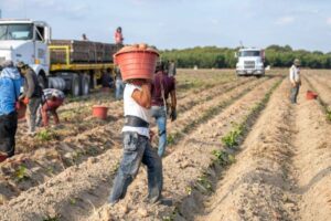 El campo encabeza la creación de empleo asalariado en España pero pierde autónomos