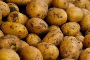 Países Bajos inicia ensayos de campo con patatas editadas genéticamente