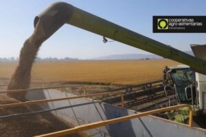 ¿Por qué no encuentra salida el arroz extremeño de la última cosecha?