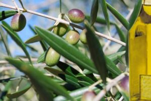 COAG denuncia que los envasadores hunden el precio del aceite de oliva en origen para controlar la próxima campaña