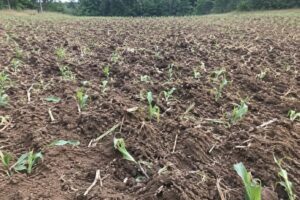 Las manadas de jabalíes arrasan los campos de maíz en A Coruña y ponen en jaque a los ganaderos