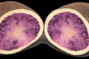‘Atsegiñe’, la nueva patata morada vasca que busca conquistar la industria de los chips