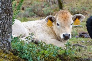El vacuno de carne español recupera censo y cotiza por encima de la media europea