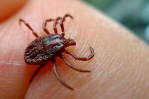 La fauna silvestre amenaza la salud pública en Castilla-La Mancha por la proliferación de garrapatas