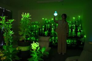 ¿Y si las plantas brillaran con luz propia?