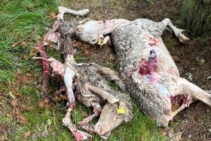 La presión del lobo se intensifica en Ávila con ataques a plena luz del día