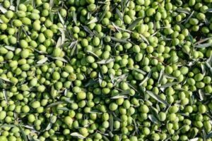 La CNMC archiva la denuncia contra La Unión Extremadura por el precio de la aceituna