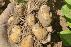 El calor paraliza el desarrollo del cultivo de patata en Castilla y León