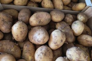 La patata nueva valenciana se enfrenta a un mercado saturado de importaciones