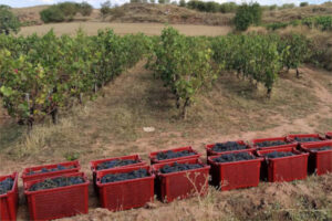 ¿Es suficiente limitar el rendimiento en la DOCa Rioja tras seis campañas de pérdidas en el viñedo?