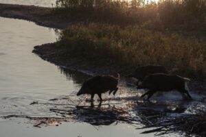 El veto al plomo amenaza el suministro de las industrias de carne de caza