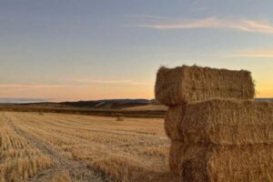 El calor recorta hasta un 45% la cosecha de cereal en Segovia