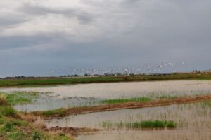 Los flamencos amenazan la siembra del arroz en La Albufera