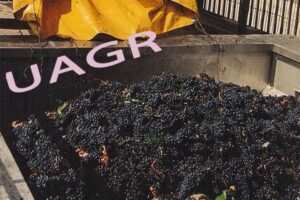 UAGR reclama a la Consejería de Agricultura de La Rioja que publique los costes de producción de uva antes de la vendimia