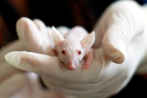 Bruselas acelera el relevo de los ensayos animales en pesticidas