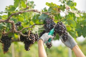 El vino que sobra deja sin comprador a viticultores catalanes esta campaña