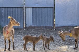 Nacen las primeras cabras monteses del mundo por fecundación ‘in vitro’