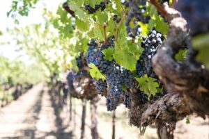 Ribera del Duero recorta el rendimiento máximo de uva tinta