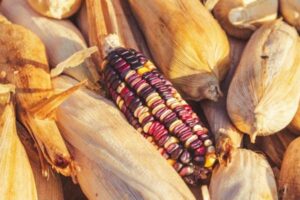 Científicos chinos recuperan un gen del maíz silvestre para elevar la proteína al 13 % sin mermar el rendimiento
