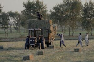 Pakistán liberaliza su normativa de transgénicos y elimina los límites a la importación