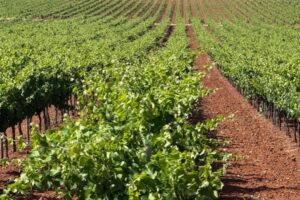 Luz verde judicial a la liquidación de la antigua DO Valdepeñas y cesión de sus bienes