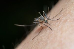 ¿Acepta la población el uso de mosquitos modificados para frenar el paludismo?