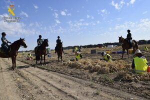 Refuerzos de caballería para vigilar la recogida del ajo en Albacete