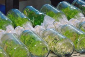 Bruselas acuerda la primera gran reforma en reproducción vegetal