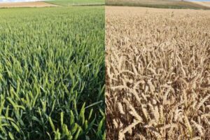 COAG prevé una campaña de cereal de apenas 5,5 Mt en Castilla y León