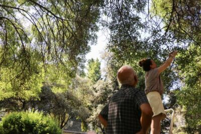¿Puede un árbol bajar 3,5 grados la temperatura de una calle?