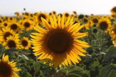 El girasol dispara su superficie en Andalucía y se consolida como alternativa frente a la falta de rentabilidad de otros cultivos