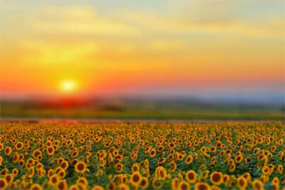 Ola de calor histórica: ¿Cómo está afectando a los cultivos extensivos?
