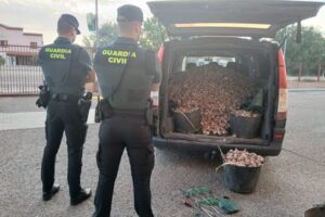 La Guardia Civil ha detenido a dos personas por robar una tonelada de ajos en Peñafiel