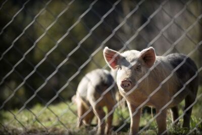 El porcino catalán encaja pérdidas de más de 19 euros por cerdo por la peste porcina