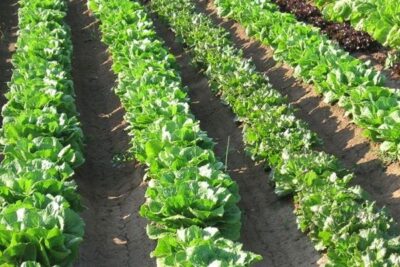 AVA-ASAJA pide ampliar hasta septiembre el plazo de las ayudas a los fertilizantes