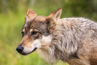 Un lobo ataca a un niño en un pueblo de Italia