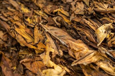«Cultivamos tabaco, no producimos fumadores»: UPA-UCE reclama respeto a la UE