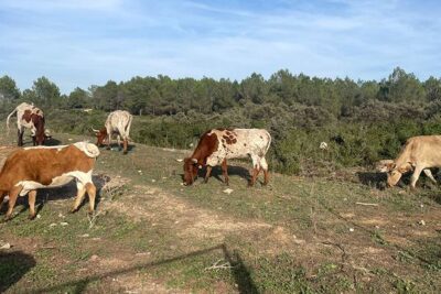 60 km hasta Castellon para sacrificar una vaca valenciana