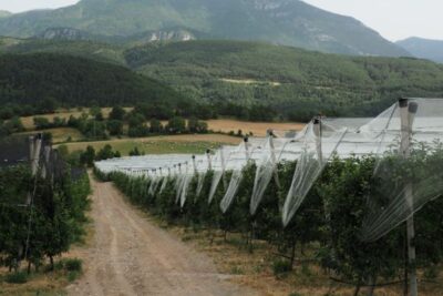 Ayudas catalanas para proteger las explotaciones de frutales frente a granizadas y heladas
