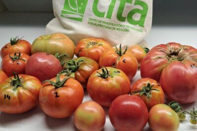 4.289 tomates guardados en Aragón para no perder el sabor de siempre