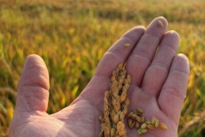 Dejar de sembrar: La amenaza que sobrevuela el arroz valenciano