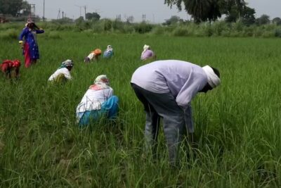 India se suma al reclamo europeo de la falta de fitosanitarios eficaces