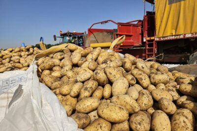 Sin patata francesa de sobra: el cambio de escenario del mercado español