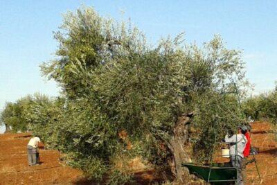 Comienzan los primeros robos de aceituna en Tierra de Barros