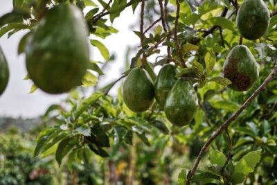 La producción de aguacate en Andalucía crece casi un 45 % en la última campaña