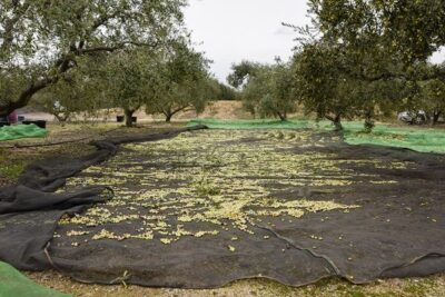 Terres de l’Ebre, hacia una caída del 60% en la cosecha de aceite de oliva